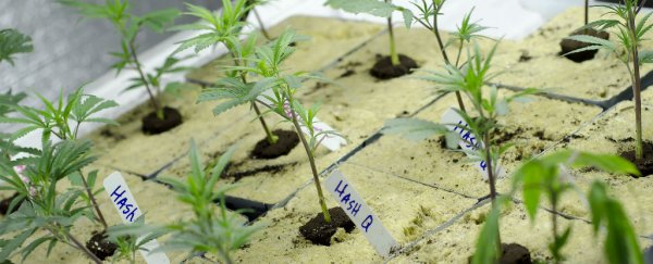 Scientists engineer yeast to produce active marijuana compound, THC