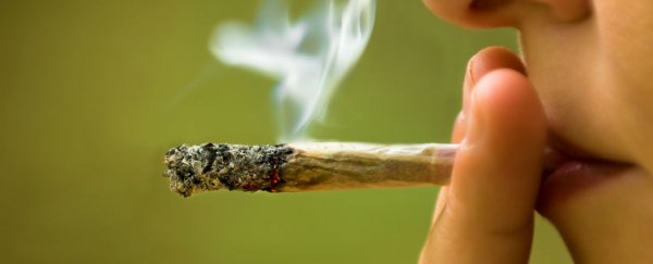 Scientists are figuring out how to make medicinal marijuana, without the high