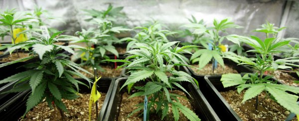 Here's why marijuana use weakens your muscle control