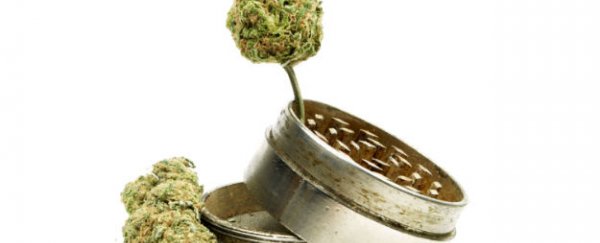 Heavy marijuana use shrinks your brain but increases connectivity