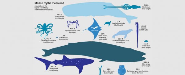 Here are the most accurate measurements of the ocean's biggest animals