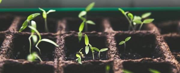 A scientist working on plants that fight climate change just won a $3 million prize