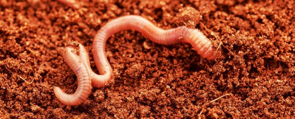 Research shows that earthworms can thrive even in Mars soil