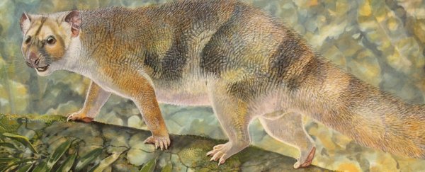 An extinct 600-gram ‘micro-lion’ has been discovered in Australia
