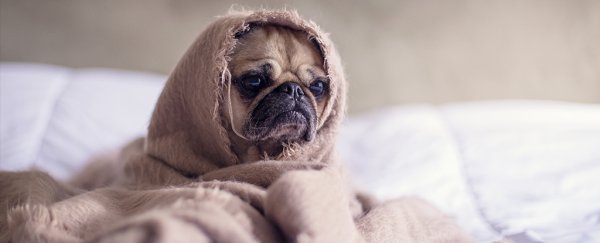 A highly contagious dog flu might be on the rise in the US