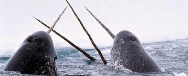 This never-before-seen footage reveals the violent purpose of the narwhal's tusk