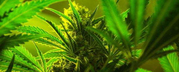 There's little evidence marijuana will help ease your chronic pain or PTSD