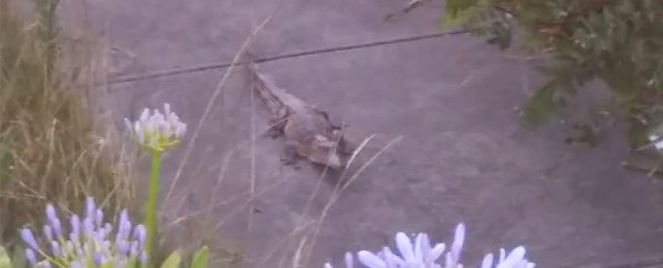 Several people are claiming they own this escaped mystery croc found in Australia
