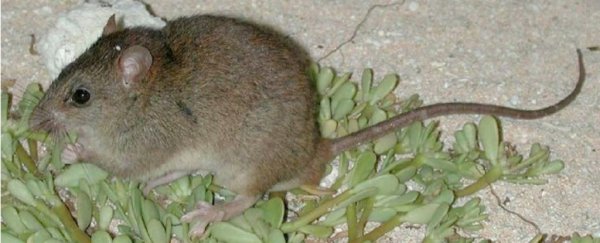 This is the first mammal to go extinct because of human-caused climate change