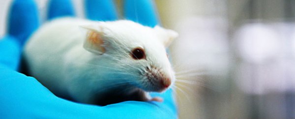 Scientists have extended the lifespan of mice by up to 35 percent - with no adverse effects