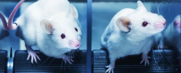 Space Radiation Makes Mice Perform Better in Cognitive Test : ScienceAlert