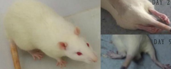 The 'head-transplant' surgeon has severed and reconnected the spinal cords of 9 mice