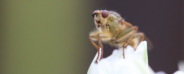Flying insects are disappearing at huge rates, and we should all be worried