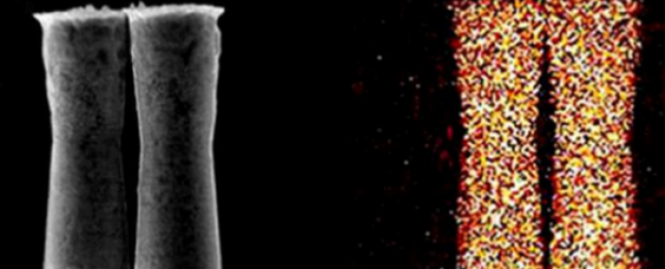 Drug delivering micro-motors tested in living mice