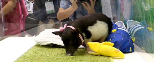 Adorable gene-edited ‘micropigs’ to be sold as pets in China