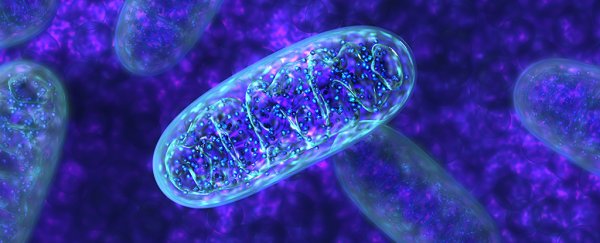 Newly discovered microbe does something textbooks say is impossible: it lives without mitochondria