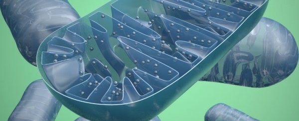New mitochondrial DNA editing technique prevents genetic diseases in mice