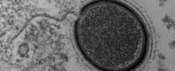 Scientists are reawakening a ‘giant virus’ frozen in the Siberian wilderness
