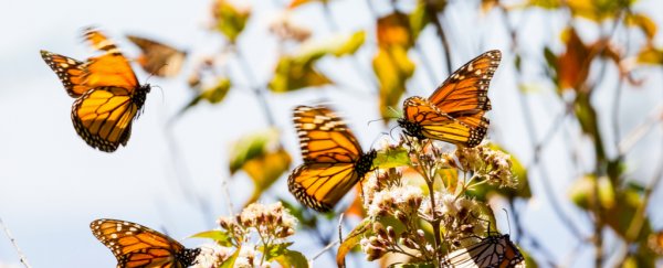 Iconic monarch butterflies could soon be extinct in North America's west