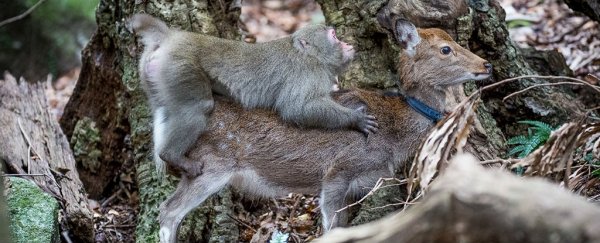 This monkey trying to have sex with a deer is a total trainwreck