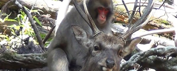 Monkeys trying to have sex with deer is a thing now, says study