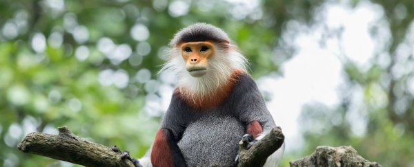 Most primate species are now threatened with extinction