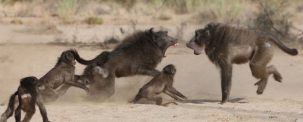 Habitual baby-killing is being thwarted by promiscuous females and big balls