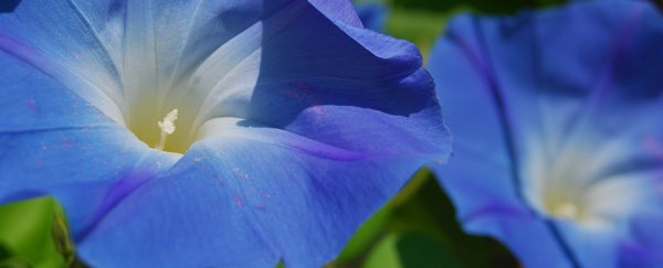 These radiation-proof flower seeds could help spark life on exoplanets
