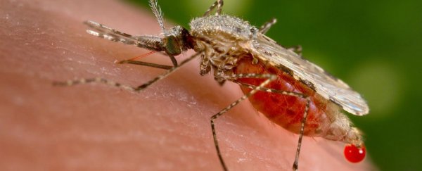 Scientists have developed gene-edited mosquitoes that can’t transmit malaria