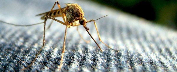 Why don’t we wipe mosquitoes off the face of the Earth?