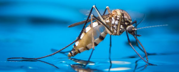 Mosquito-borne diseases could be wiped out for good with gene-editing