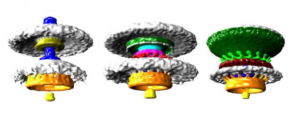 This is our closest look ever at the biological motors that power bacteria