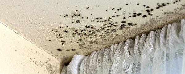 Researchers find mould toxins can easily become airborne indoors