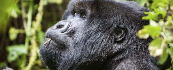 The largest living primate in the world is on the verge of extinction