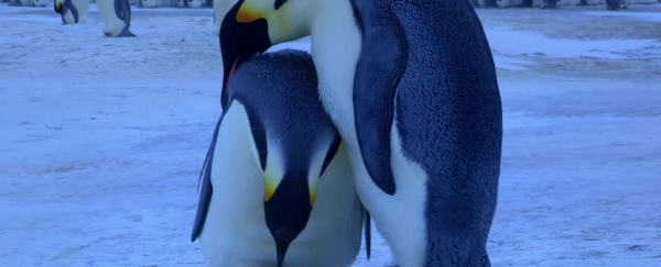 Watch: Remarkable footage of emperor penguins 'mourning' dead chick