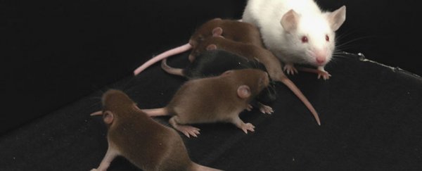 Scientists have bred male mice with no Y chromosomes - and they can still reproduce