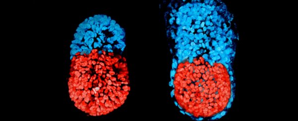 Scientists have grown the world's first artificial embryo, and it's nuts