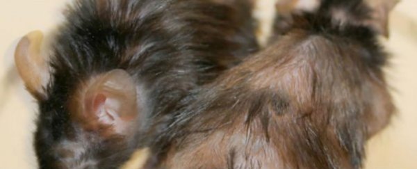 This new treatment has successfully increased stamina and reversed hair loss