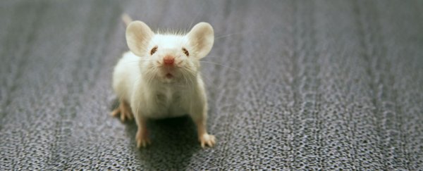 WATCH: Mice twitter like songbirds, and now we can finally hear them