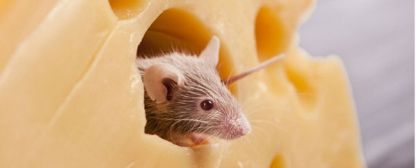 Scientists insert happy memories into the brains of sleeping mice