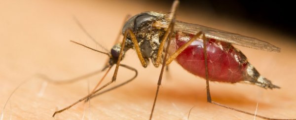 Explainer: What is Ross River virus?