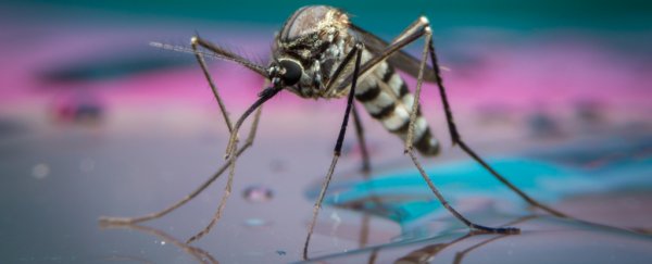 A Google Company is Unleashing 20 Million Mosquitoes in California to Fight Zika