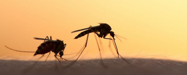 Scientists have found a human protein that blocks Zika replication and prevents cell death