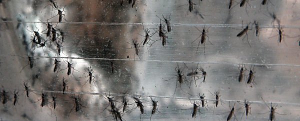 State of emergency declared as Brazil faces virus that shrinks babies' brains