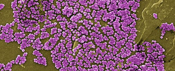 SpaceX is about to send a lethal superbug into orbit