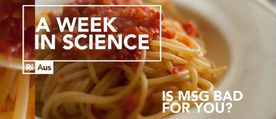 is msg bad for your gut