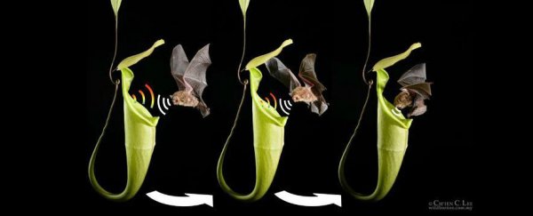 A carnivorous plant has learnt how to communicate with bats