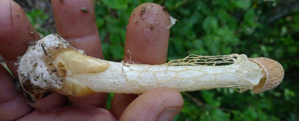Can a rare Hawaiian mushroom really give women a "spontaneous orgasm"?