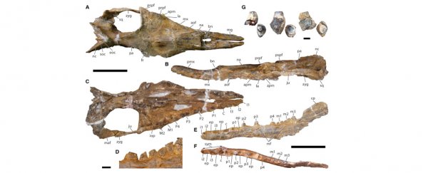 This 36.4 million-year-old fossil might finally close the gaps in whale evolution