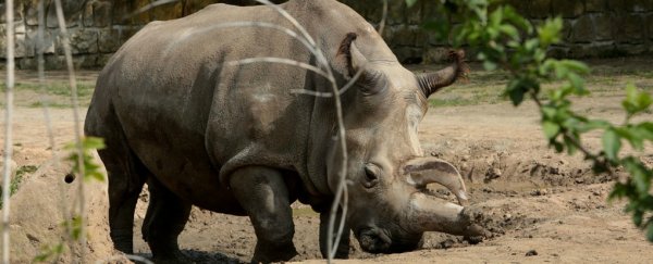 There are now just four northern white rhinos left in the world